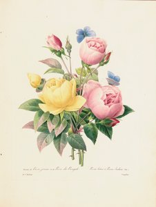 Variation af gule roser og bengalske roser, graveret af Langlois, fra "Choix des Plus Belles Fleurs et des Plus Beaux Fruits", bind I, 1827-33